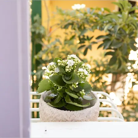 Lägenhet Ziv Boutique Town Square Ii Lefkáda